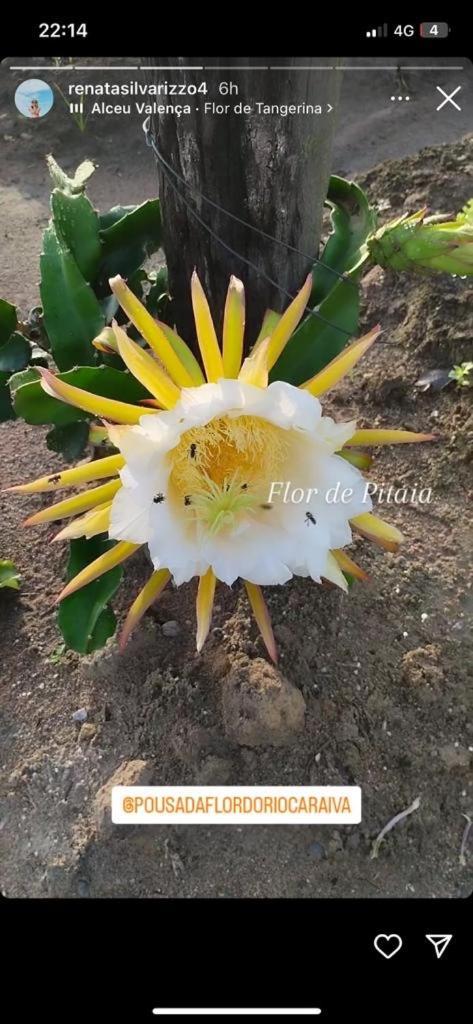 Pousada Flor Do Rio Caraíva Exterior photo